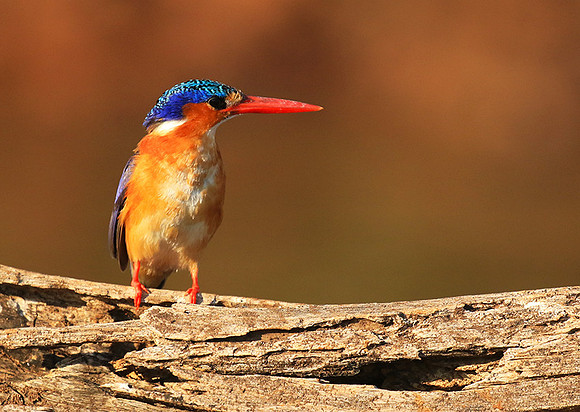 Malachite kingfisher - malilangwe