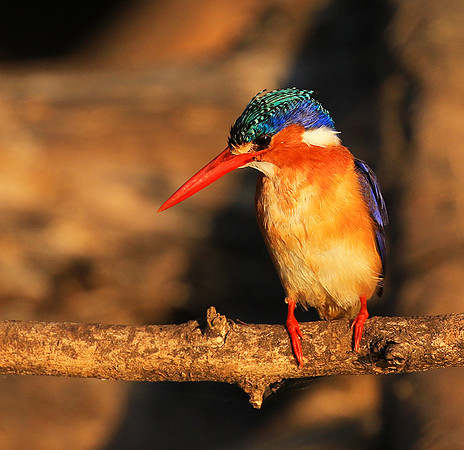 Malachite kingfisher - Malilangwe wildlife reserve