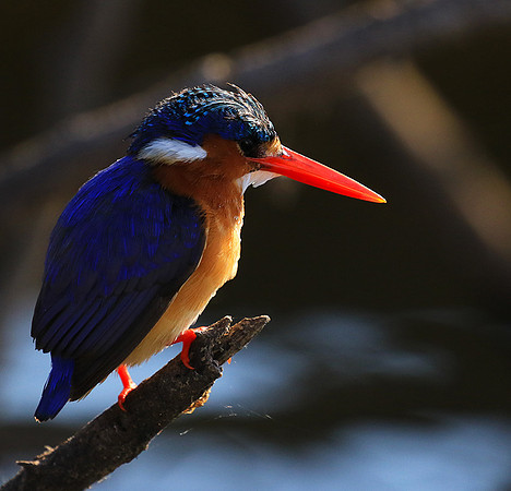 Malachite kingfisher - Malilangwe wildlife reserve