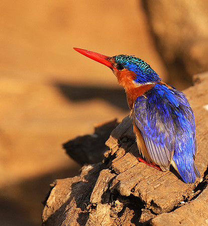 Malachite kingfisher - Malilangwe