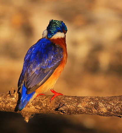 Malachite kingfisher - Malilangwe wildlife reserve