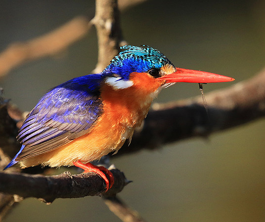 Malachite kingfisher - Malilangwe wildlife reserve