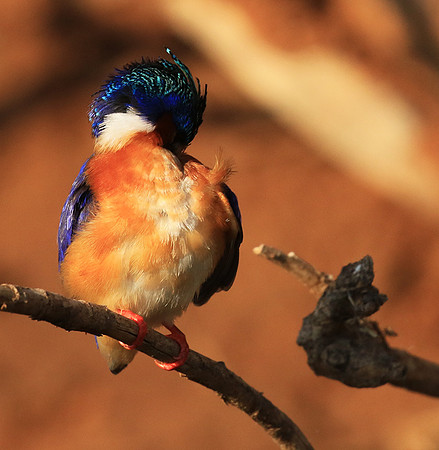 Malachite kingfisher - Malilangwe wildlife reserve