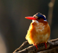 Malachite kingfisher - Malilangwe