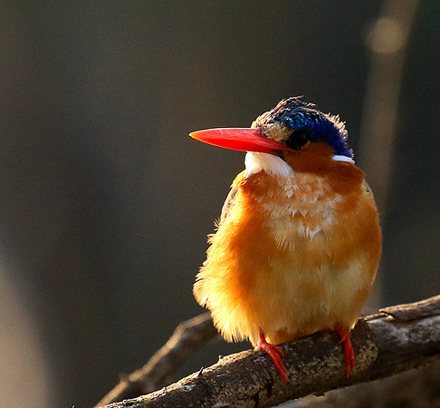 Malachite kingfisher - Malilangwe