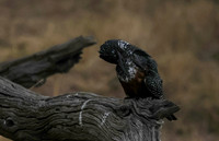 Giant kingfisher - Victoria falls