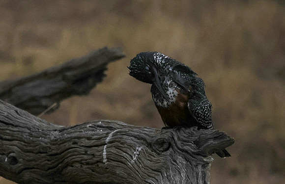 Giant kingfisher - Victoria falls