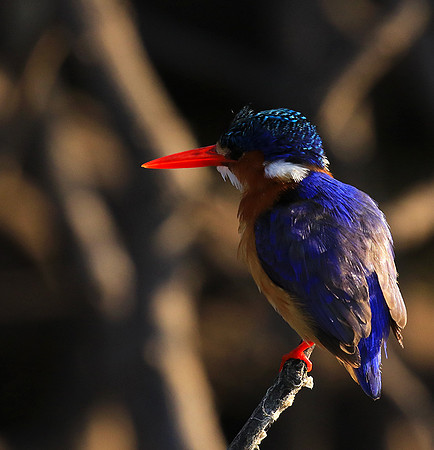 Malachite kingfisher - Malilangwe wildlife reserve