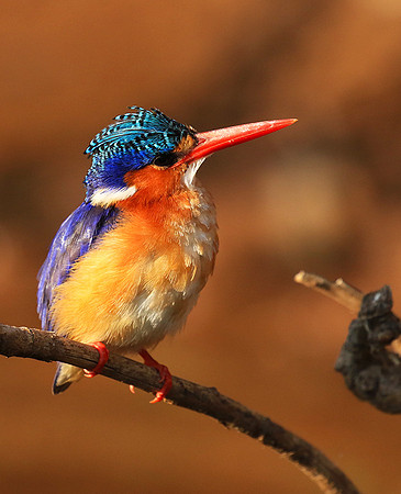 Malachite kingfisher - Malilangwe