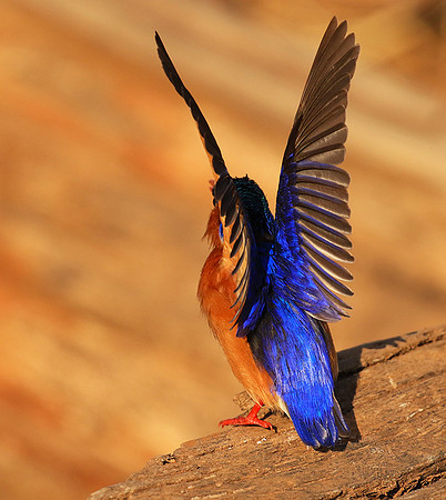 Malachite kingfisher - Malilangwe
