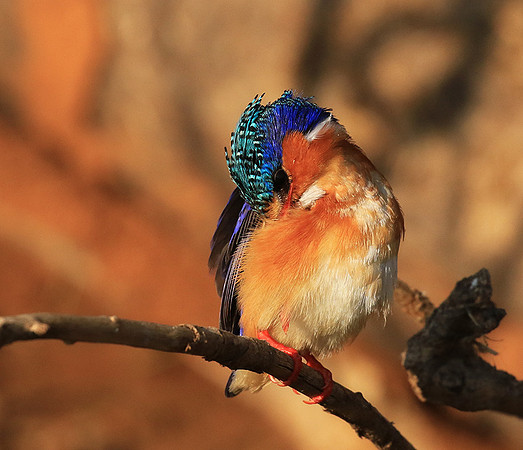 Malachite kingfisher - Malilangwe wildlife reserve