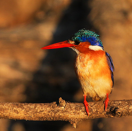 Malachite kingfisher - malilangwe