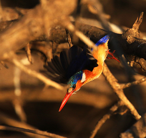 Malachite kingfisher - malilangwe