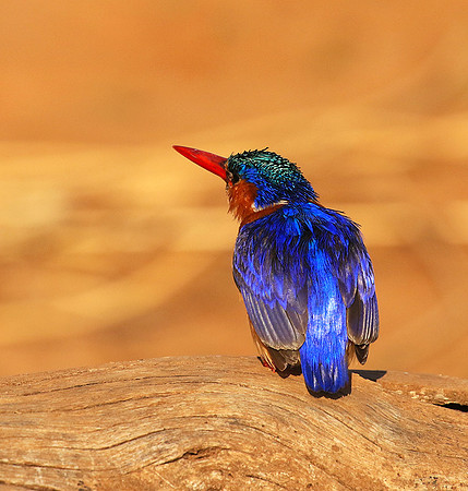 Malachite kingfisher - Malilangwe