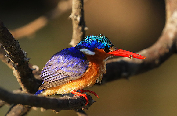 Malachite kingfisher - Malilangwe