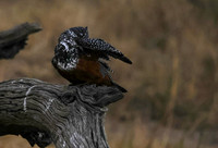 Giant kingfisher - Victoria falls