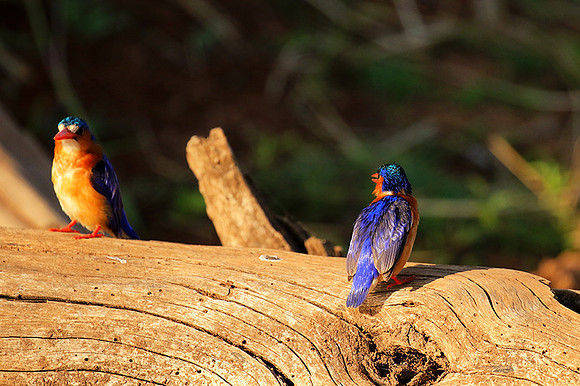 Malachite kingfisher - Malilangwe