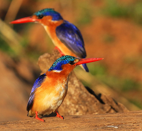 Malachite kingfisher - Malilangwe