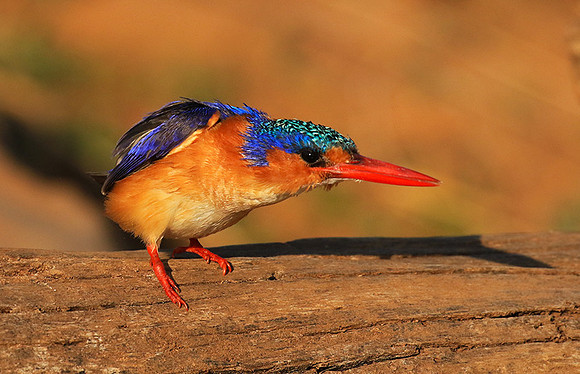 Malachite kingfisher - Malilangwe
