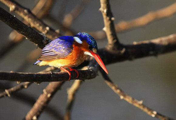 Malachite kingfisher - Malilangwe