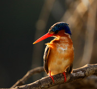 Malachite kingfisher - Malilangwe