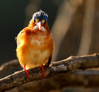 Malachite kingfisher - Malilangwe