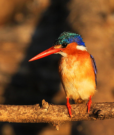 Malachite kingfisher - malilangwe