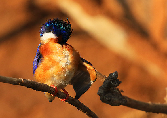 Malachite kingfisher - Malilangwe
