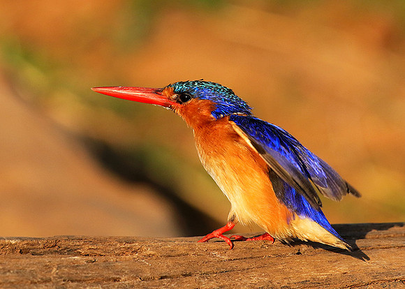 Malachite kingfisher - Malilangwe