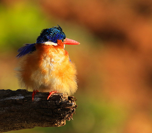 Malachite kingfisher - Malilangwe