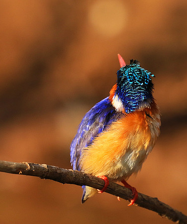 Malachite kingfisher - Malilangwe