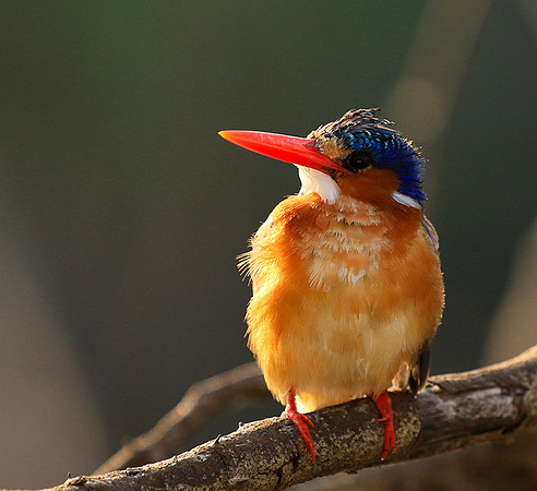 Malachite kingfisher - Malilangwe