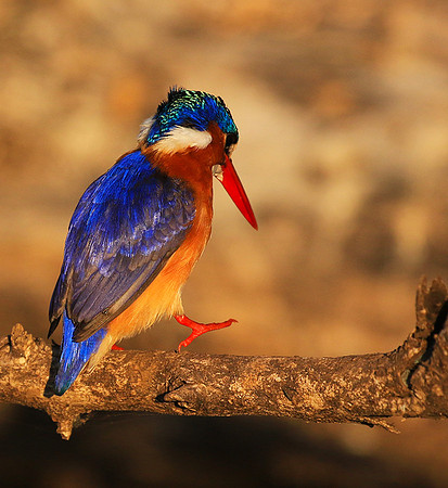 Malachite kingfisher - Malilangwe wildlife reserve