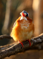 Malachite kingfisher - Malilangwe