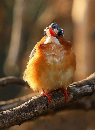 Malachite kingfisher - Malilangwe