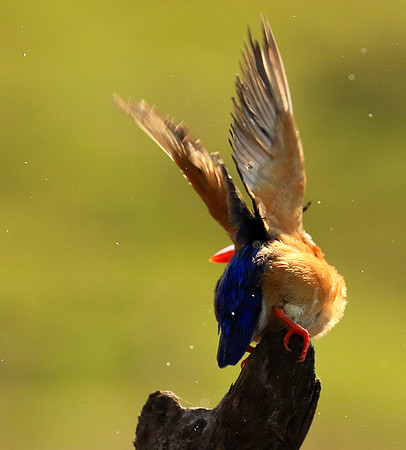 Malachite kingfisher - Malilangwe