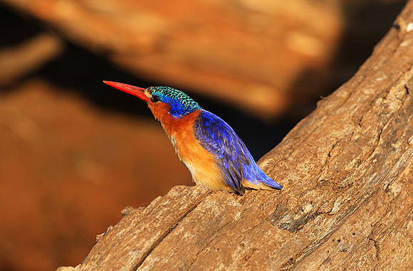 Malachite kingfisher - Malilangwe