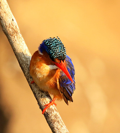 Malachite kingfisher - Malilangwe