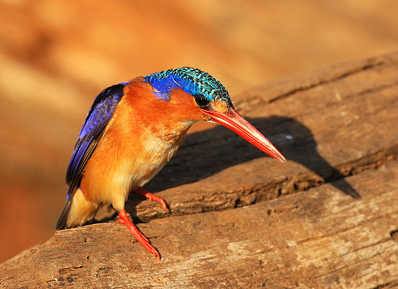 Malachite kingfisher - Malilangwe