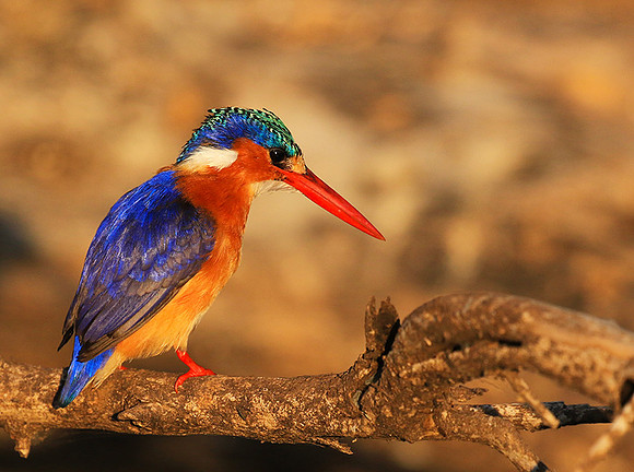 Malachite kingfisher - malilangwe