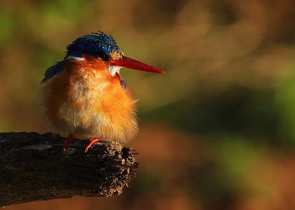 Malachite kingfisher - Malilangwe