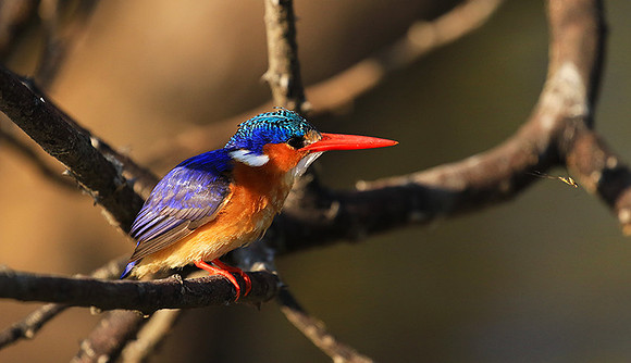 Malachite kingfisher - Malilangwe