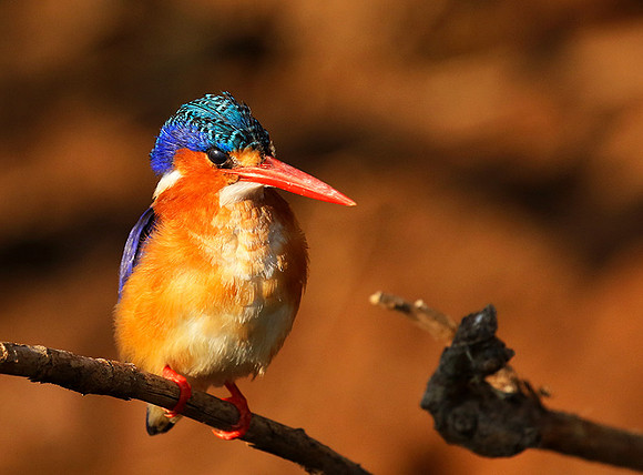 Malachite kingfisher - Malilangwe