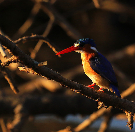 Malachite kingfisher - Malilangwe wildlife reserve