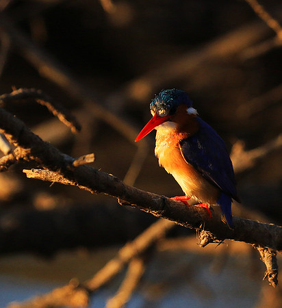 Malachite kingfisher - Malilangwe wildlife reserve
