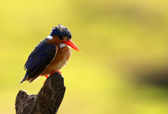 Malachite kingfisher - Malilangwe