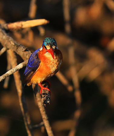 Malachite kingfisher - Malilangwe wildlife reserve