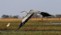 Grey heron - Kafue NP