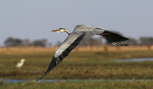Grey heron - Kafue NP