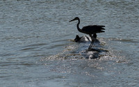 Grey heron - South Luangwa